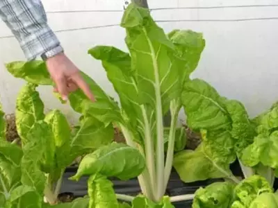 Cultivo Exitoso de la Acelga: Guía Completa para tu Jardín