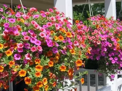 Embellezca su Hogar con Jardines Colgantes: Guía Completa
