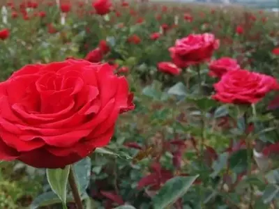 Guía Completa para el Cultivo y Cuidado de Rosas Espléndidas