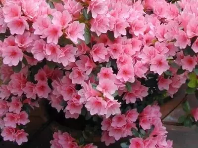 Un Estallido Floral: Las Joyas Botánicas de la Primavera