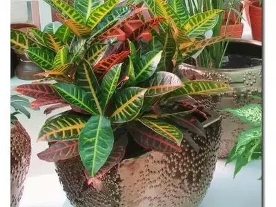 La Guía Definitiva para el Trasplante Exitoso de Plantas de Interior