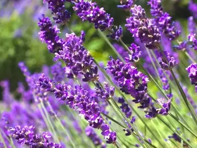 La Lavanda: Símbolo de Transformación y Prosperidad en las Regiones Rurales de España