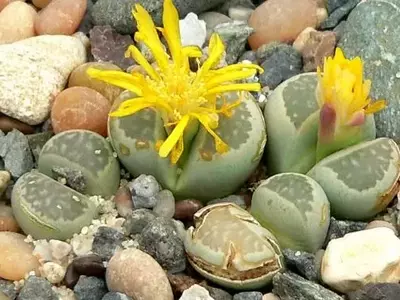 Lithops: Las Fascinantes Piedras Vivientes del Reino Vegetal