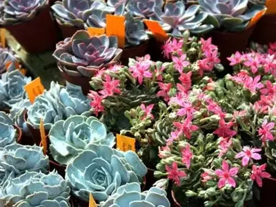 Descubriendo el Fascinante Mundo de las Plantas Suculentas