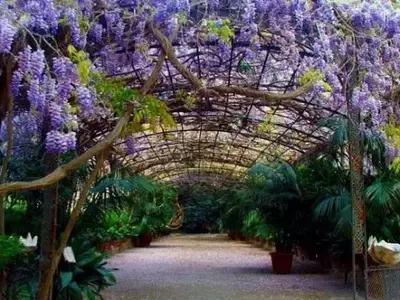 Plantas Trepadoras: Belleza Vertical y Funcionalidad en el Jardín