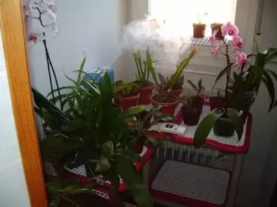 Secretos para el cuidado óptimo de tus plantas de interior