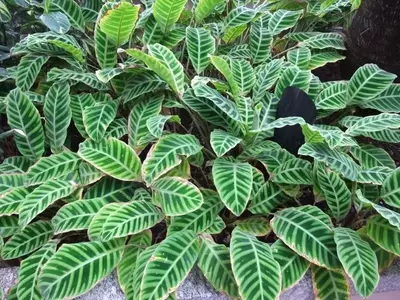 Guía para Identificar Plantas de Interior: Características Clave