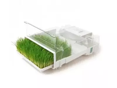 El Arte de Germinar Semillas en Casa: Guía Completa para Brotes Saludables