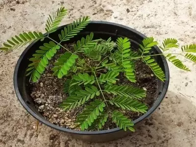Guía Completa para el Cuidado de Árboles Jóvenes: del Semillero a la Madurez