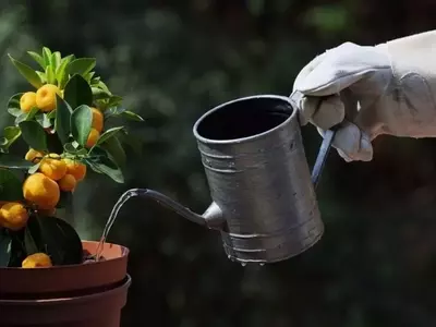 La Importancia del Agua en el Cuidado de tus Plantas: Una Guía Esencial para Jardineros