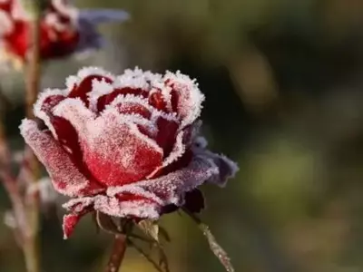 Estrategias Integrales para Resguardar tus Plantas del Frío Invernal