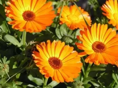 Jardines de Ensueño con Poco Esfuerzo: La Guía Definitiva para Plantas de Bajo Mantenimiento