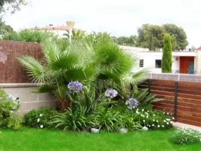Palmeras: Versatilidad y Elegancia en el Paisajismo Moderno