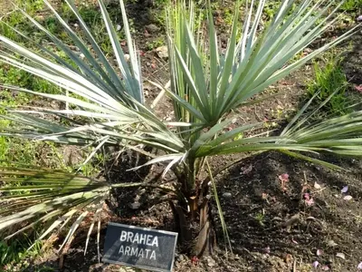 Palmeras que Desafían el Frío: Un Jardín Exótico en Climas Templados