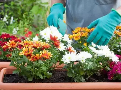 Embellezca su jardín otoñal: una guía completa de flores resistentes y sus cuidados