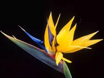La Deslumbrante Strelitzia: Guía Esencial para su Cultivo y Florecimiento