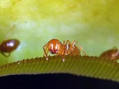 Alianzas Inesperadas: Simbiosis entre Plantas Carnívoras y Fauna