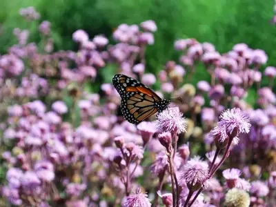 Cree un Santuario de Mariposas: Plantas Florales Esenciales y Consejos de Jardinería