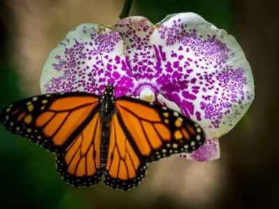 Orquídeas: Mimetismo Animal en el Reino Floral