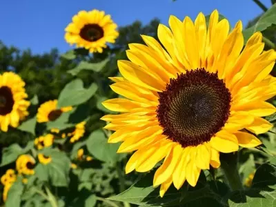 El Arte de Cultivar Girasoles: Desde la Semilla hasta el Esplendor Dorado