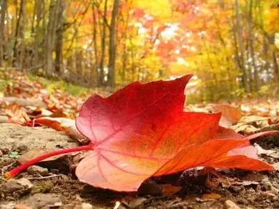 Árboles de Jardín con Follaje Espectacular en Otoño: Una Guía Completa