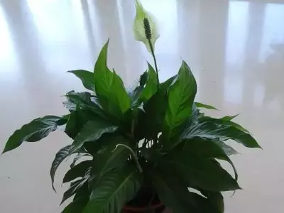 Spathiphyllum: La Guía Definitiva para el Cuidado y Floración de la Planta Lirio de la Paz