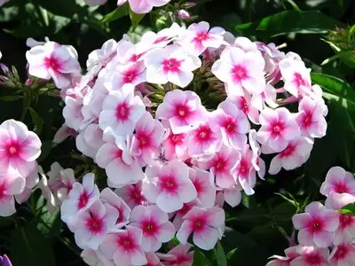 Plantas Anuales y Bianuales: Una Guía Esencial para Jardineros