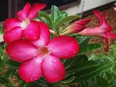 Descubre la Fascinante Rosa del Desierto: Guía Completa de Cultivo y Cuidados Espectaculares