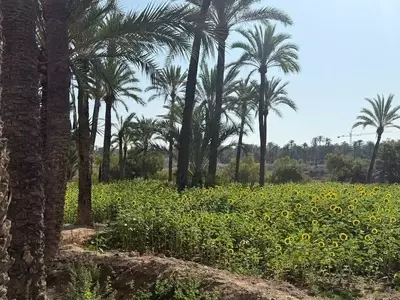 Conservación de Palmeras en España: Retos y Estrategias Municipales