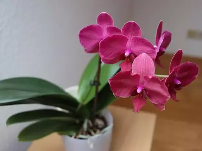 Guía Completa para el Trasplante de Orquídeas: Identificación y Cuidados Esenciales