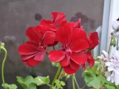 Cuidado Óptimo de Plantas en Maceta Durante el Verano