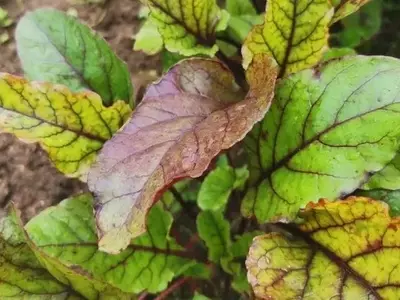Optimización del Cultivo de Remolacha: Guía Esencial de Nutrición en Julio para Mayor Jugosidad y Durabilidad