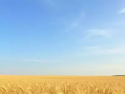 Polonia Impulsa el Cultivo de Centeno Híbrido de Invierno para Mayor Resiliencia Agrícola