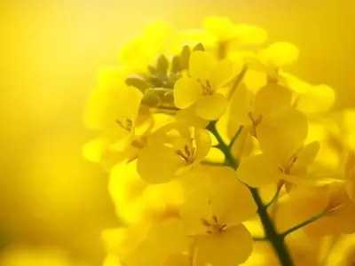 Innovación Agrícola: Bioestimulantes de Silicio y Siembra Tardía para Proteger la Colza