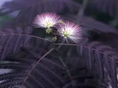 Albizia julibrissin 'Summer Chocolate': Una Joya del Jardín con Follaje Exótico y Cuidado Versátil
