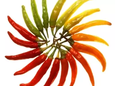 Guía Completa para el Cultivo Exitoso de Chiles en Contenedores