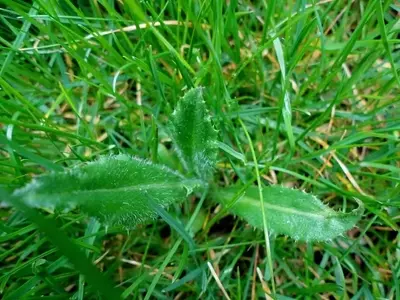 Control de malezas en el césped: Estrategias clave para un jardín impecable
