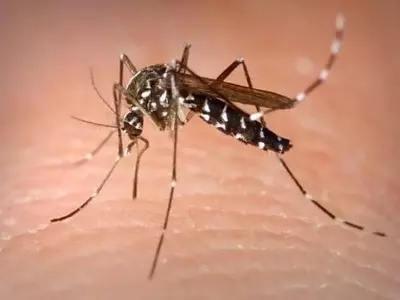 Plantas Aromáticas: Aliadas Naturales Contra los Mosquitos