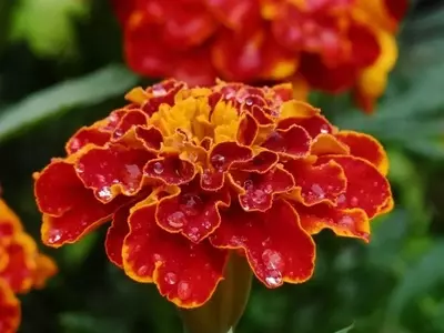 La Importancia Fundamental de Integrar la Vida Vegetal en Nuestro Entorno Moderno