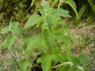 Mejora la Fertilidad del Suelo para un Jardín Vibrante