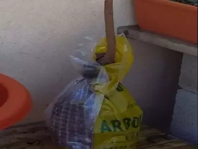 Guía Definitiva para el Trasplante Exitoso de Árboles Frutales