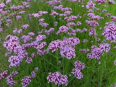 Guía Completa para el Cultivo de Verbena en Entornos Domésticos