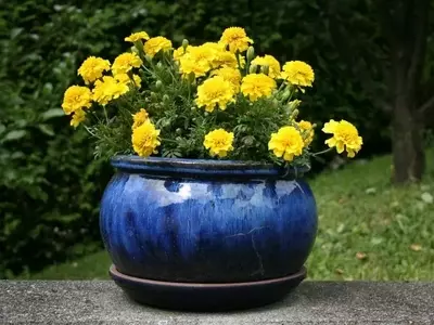 Guía Completa para el Cultivo de Plantas en Macetas