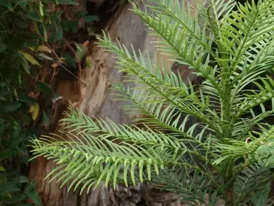 Descubrimiento Asombroso: El "Pino de Wollemi", Un Con￭fero Ancestral Redescubierto