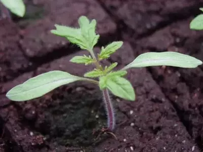 Cultivo de Hortalizas en Estaciones Frías: Una Guía Práctica