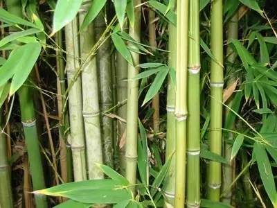 El Bambú: Un Tesoro Ancestral y Versátil para tu Jardín