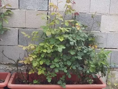Guía Completa para Construir una Jardinera de Bloques en tu Jardín