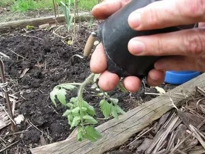 El Arte Esencial del Trasplante de Plántulas: Guía para un Jardín Exitoso
