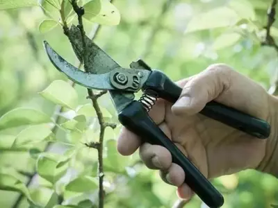 El Arte Esencial de la Poda: Claves para el Cuidado y Desarrollo Vegetal