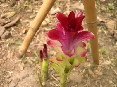 La Cúrcuma: Un Tesoro Culinario y Medicinal del Jardín